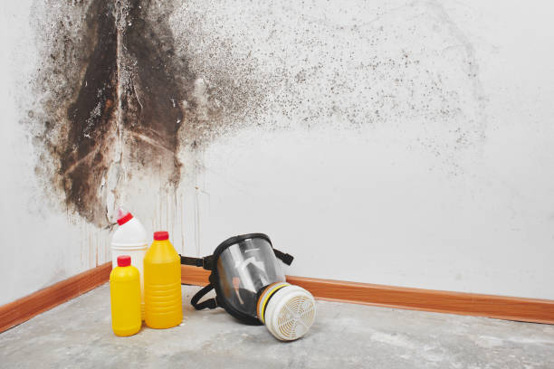Trusted Island Heights, NJ Mold Removal Experts