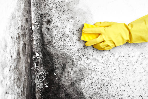 Best Mold Cleaning Services  in Island Heights, NJ