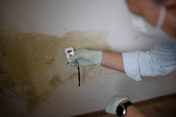 Best Professional Mold Removal  in Island Heights, NJ