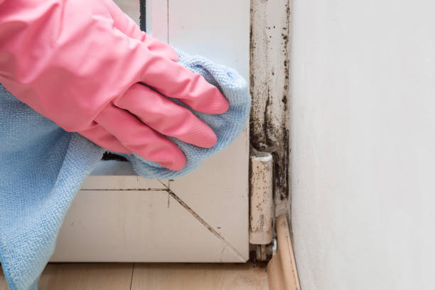 Best Mold Damage Repair  in Island Heights, NJ