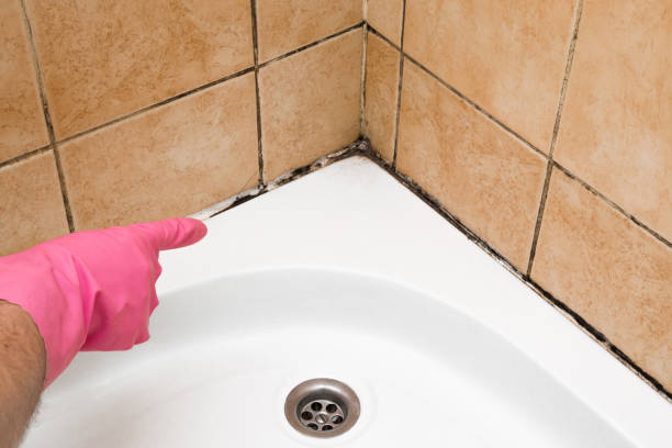 Trusted Island Heights, NJ Mold Removal Experts
